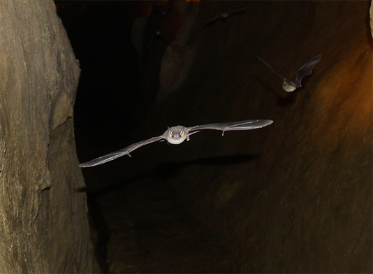 Gray Bat Gliding